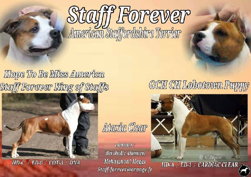 Staff Forever - American Staffordshire Terrier - Portée née le 14/06/2016